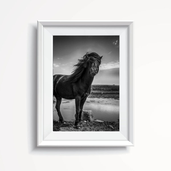 Wild Horse from Irland