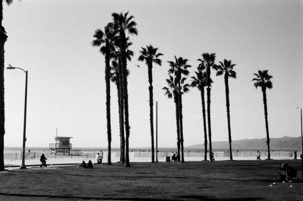M4 - Palms in Santa Monica 2023